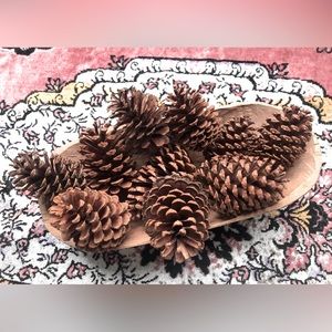 Florida Panhandle pine cones